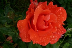 ALEXANDER (hybrid tea)